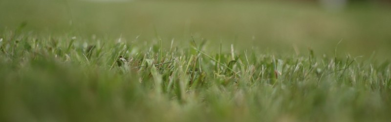 Grass Meadow